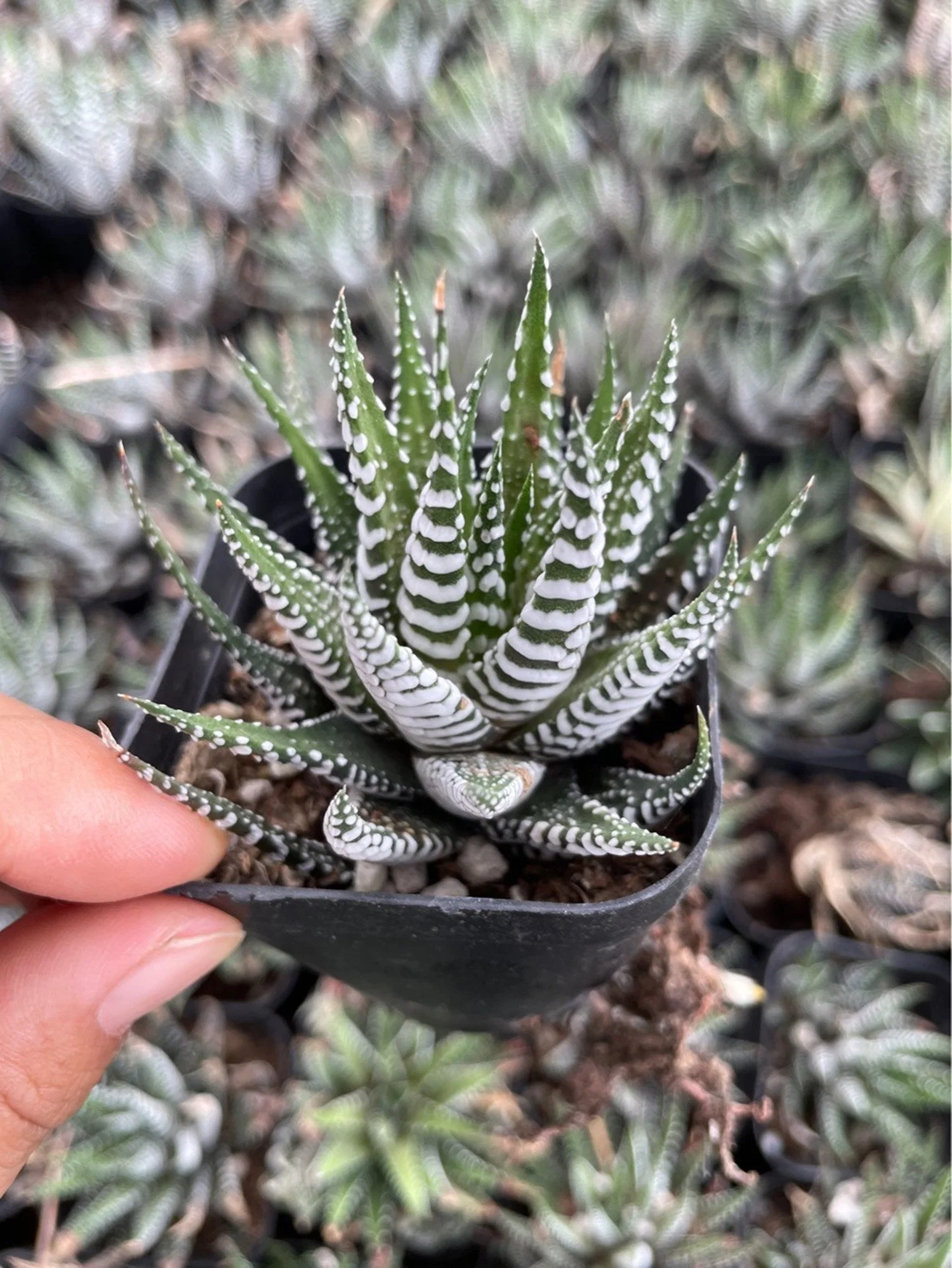 Cactus Haworthia Papillosa Plantas Vivas Cactus Extraia o comércio por grosso