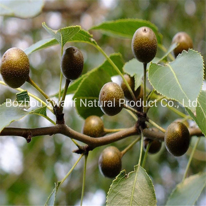 Tang Li 1kg Pyrus Betulifolia Tree Seed Pyrus Betulaefolia Seeds for Planting