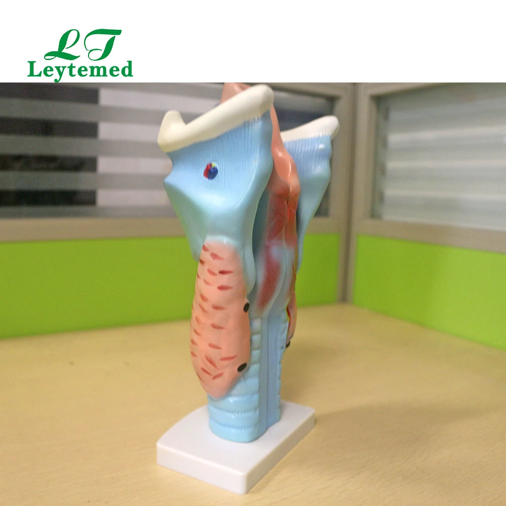 Ltm301 Life - Size Magnified Human Larynx Model Use with Medical