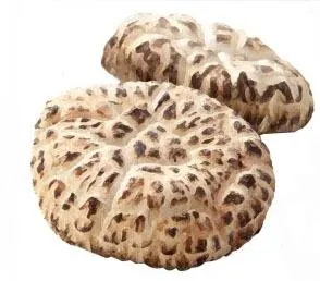 Dried White Flower Shiitake Mushroom Dried Mushroom