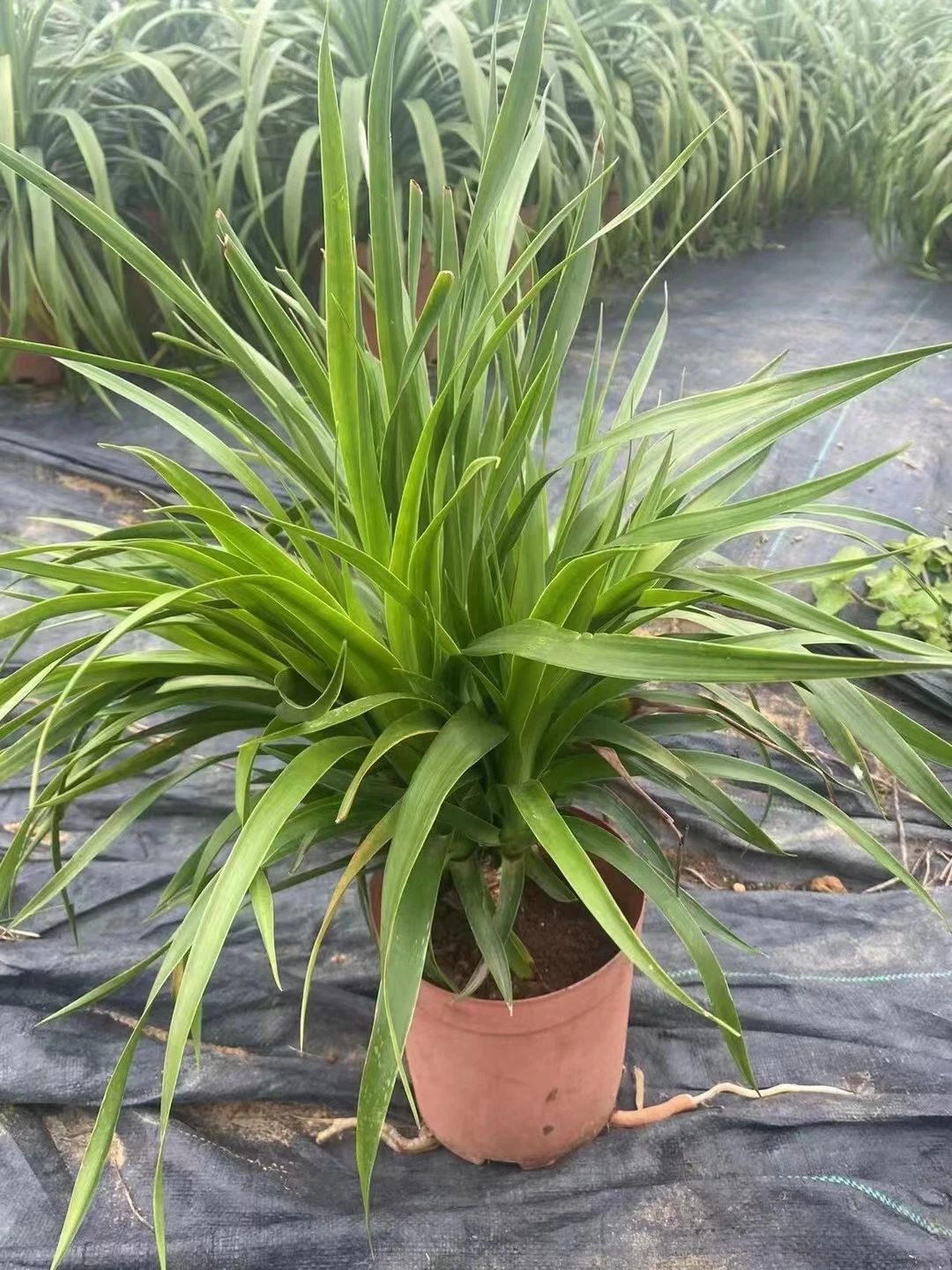 Dracaena Vand. Ex L. Home Decor Real Plant Nursery Wholesale