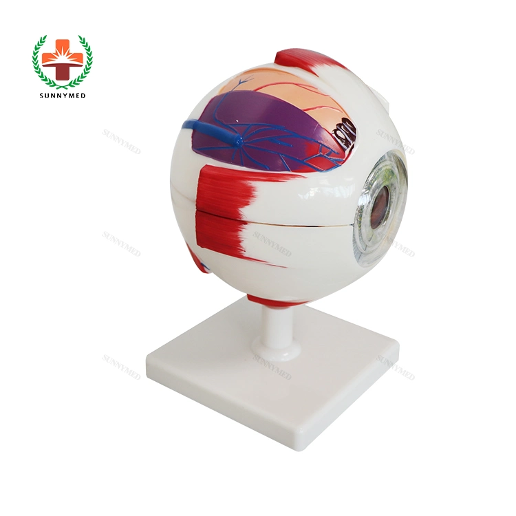 Sy-N023 Ophthaltic modelo educativo de enseñanza médica Anatomía del ojo humano modelo de bola