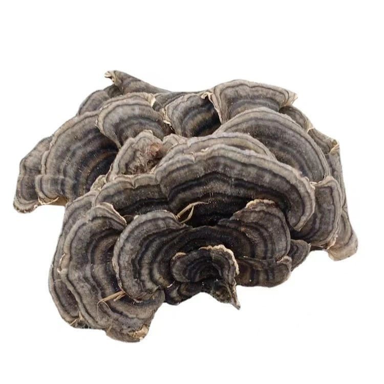 High quality/High cost performance  Affordable Mushrooms Product Dried Coriolus Mushroom in Bulk