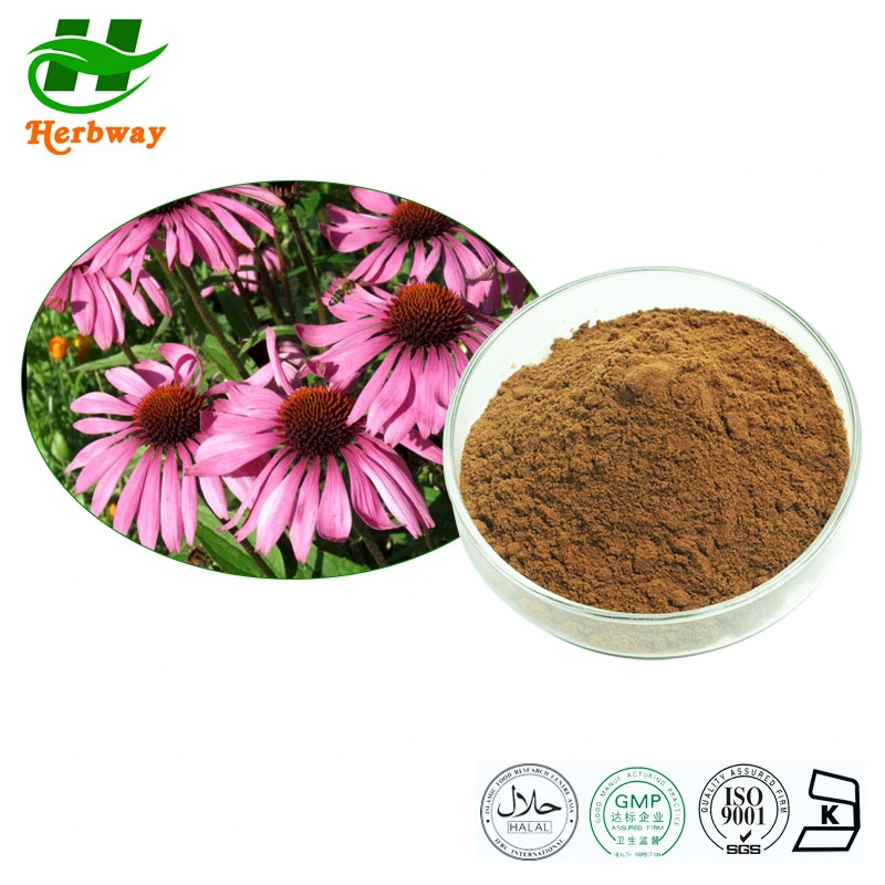 Extrait de plantes herbway alimentation animale polyphénols extrait d'échinacée Purpurea avec Polyphénols 4% acide chicorique extrait d'échinacée Purpurea