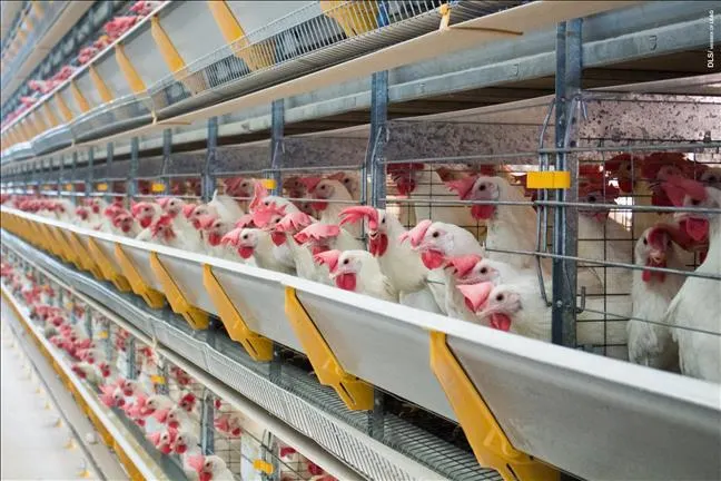 Landwirtschaftliche Geräte Chicken Layer Cage in Geflügelfarm verwendet