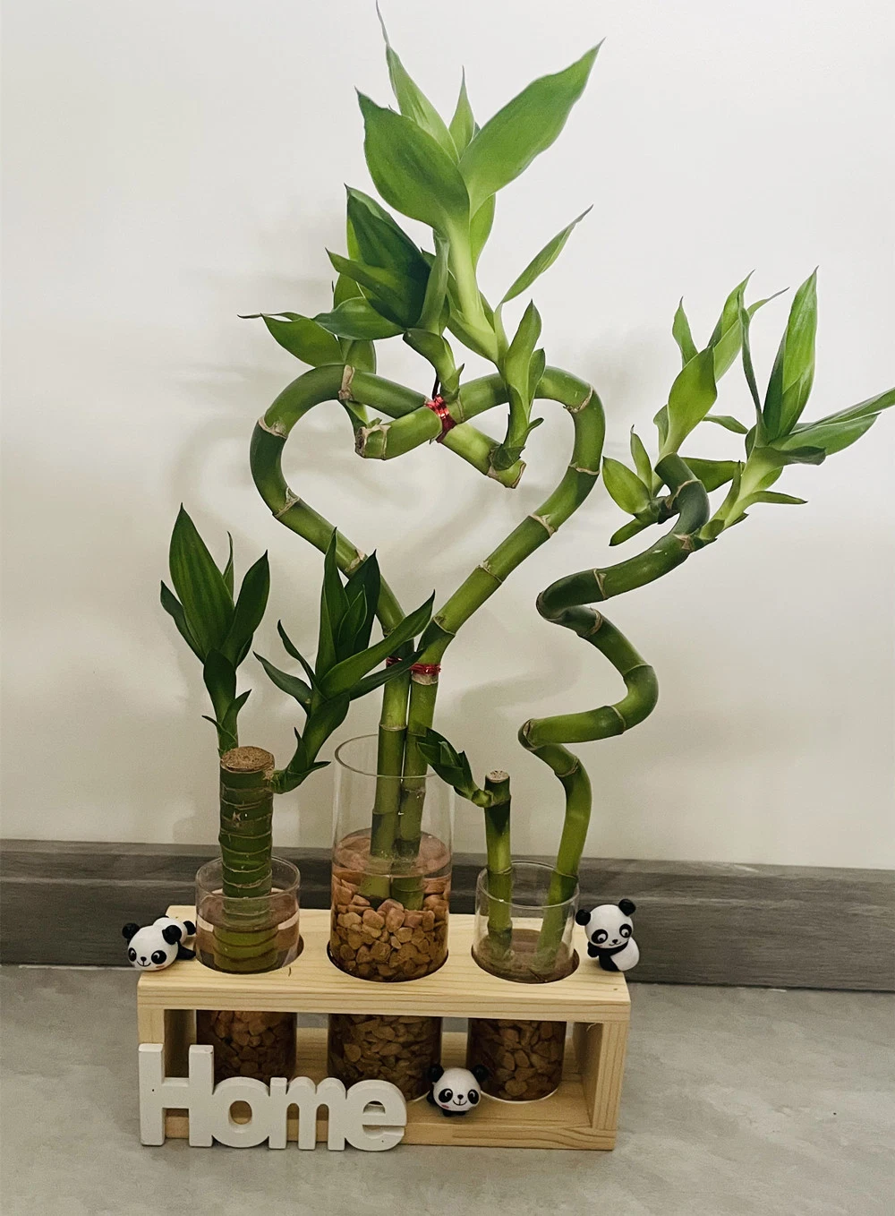 Dracaena Sanderiana Lucky Bamboo Hearted Shape Indoor Live Plant Flower