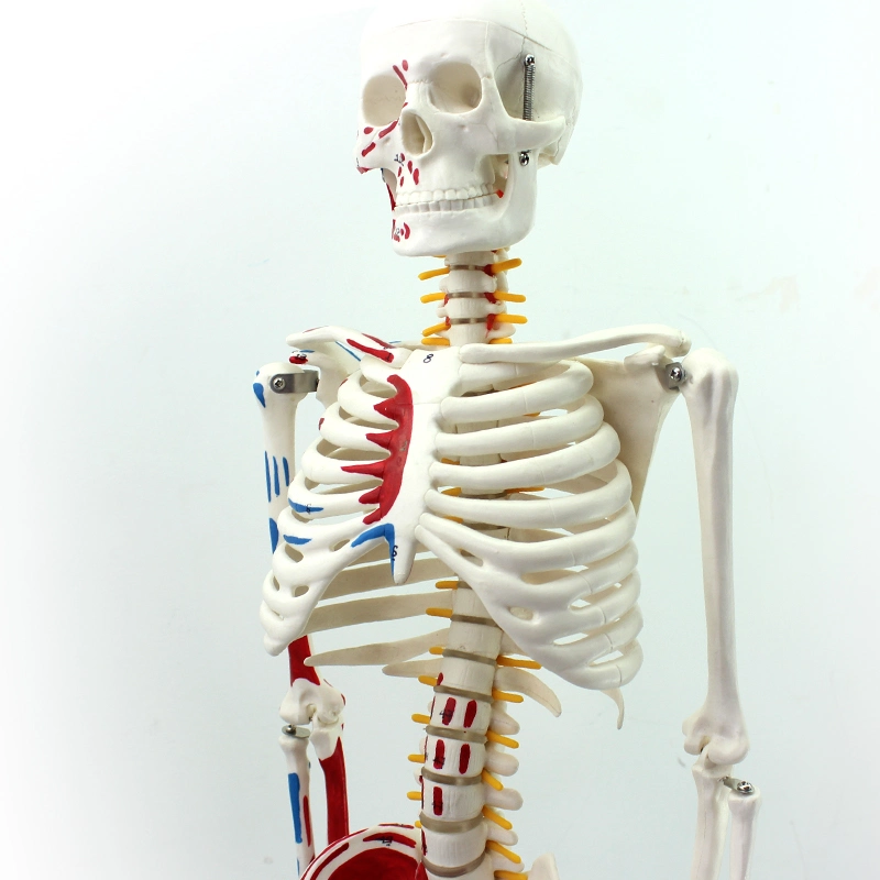 Hot Sale Modèle de haute qualité 85cm squelette humain