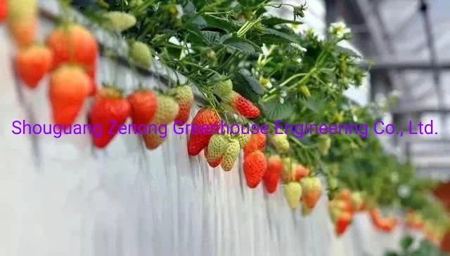 Elevated Strawberry Hydroponic Planting System