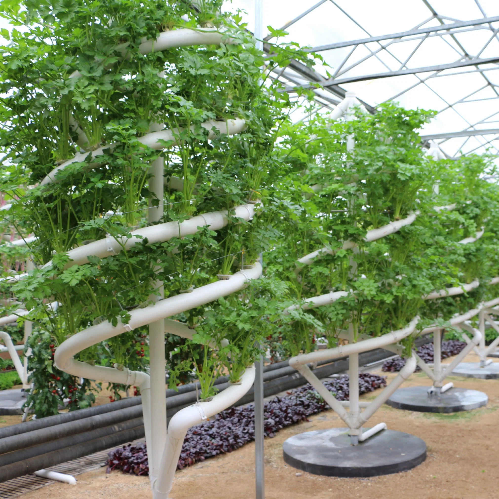 Modern Vertical Farming for Agriculture Greenhouse Farm for Lettuce/Herbs/Strawberry/Tomato/Leafy Vegetables/