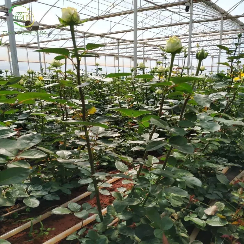 Estufa de túnel de uma só extensão para tomate e legumes