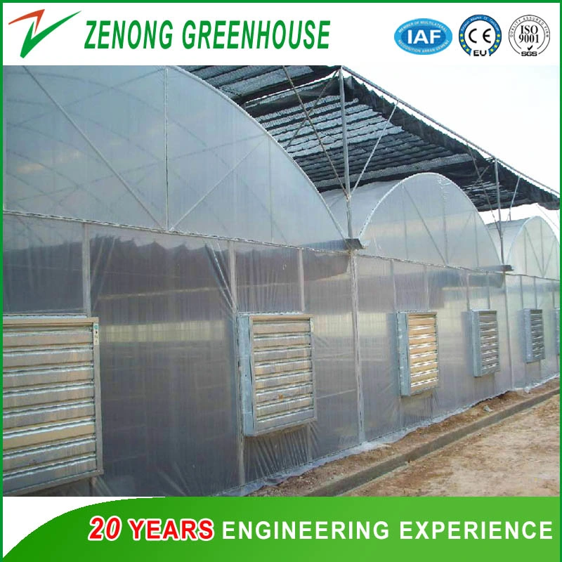 Poly Film Multi-Tunnel Greenhouse Plastic Greenhouse for Strawberry/Cherry/Fruit Tree