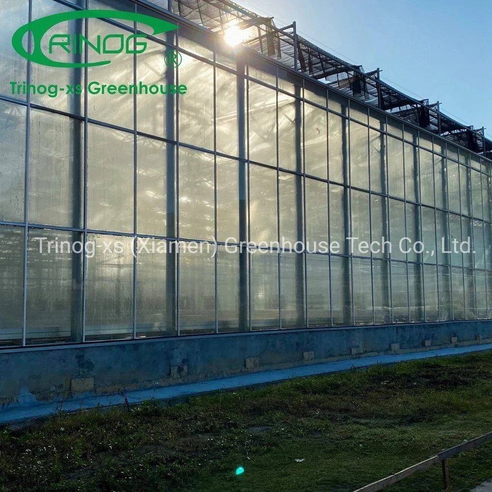 Low Cost OEM Multi-span Galvanized Steel Pipe Structure Glass Greenhouse for Seeding Planting