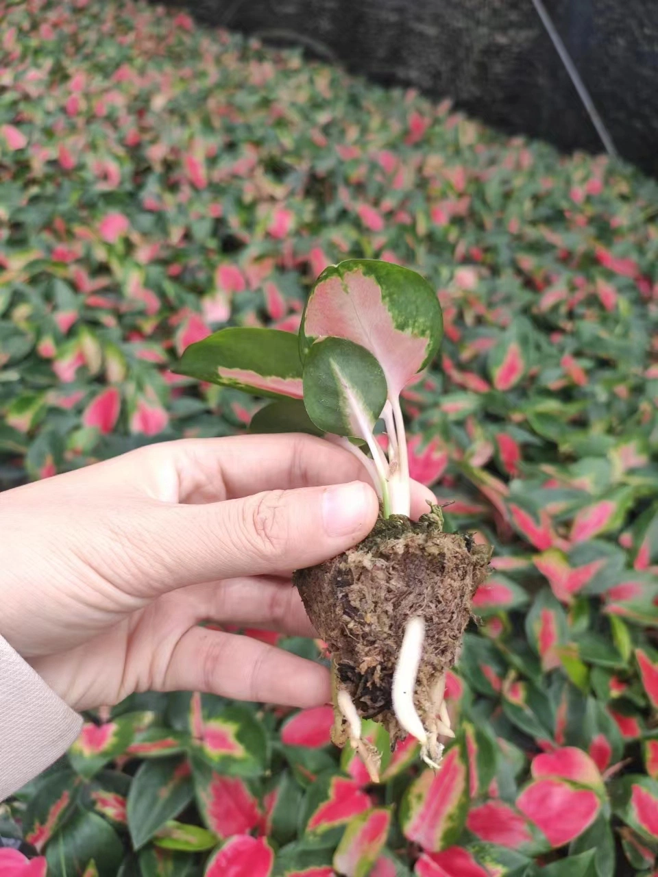 Live Aglaonema Seedling Bonsai Plant Plug Seedlings Ornament Tissue Culture