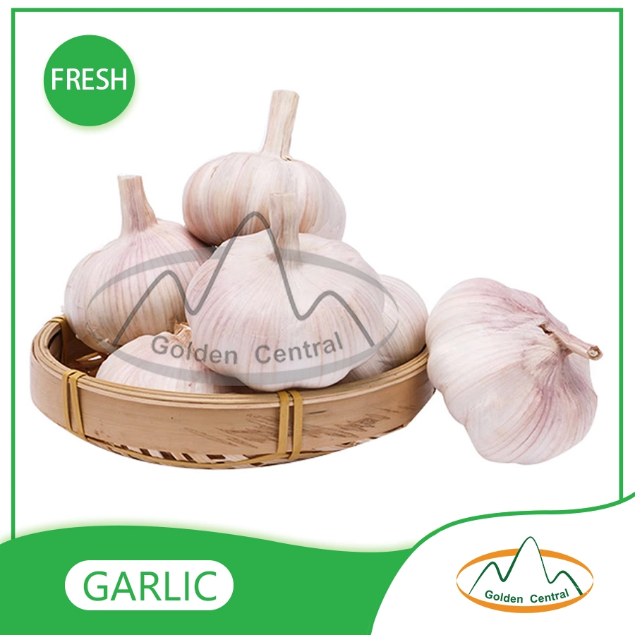 Hot Selling Premium Quality Garlic