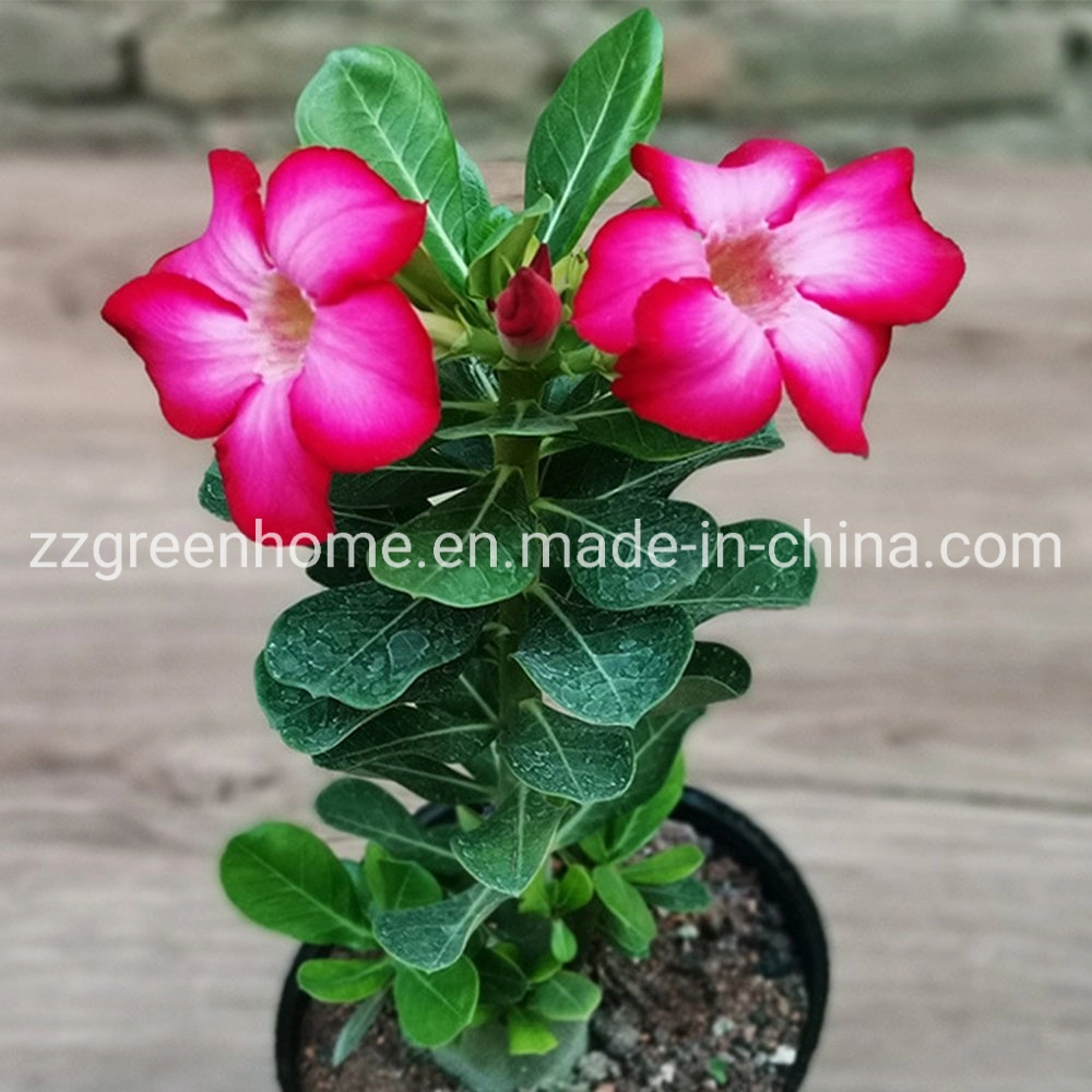 Real Plant Ungrafted Adenium Obesum Desert Rose