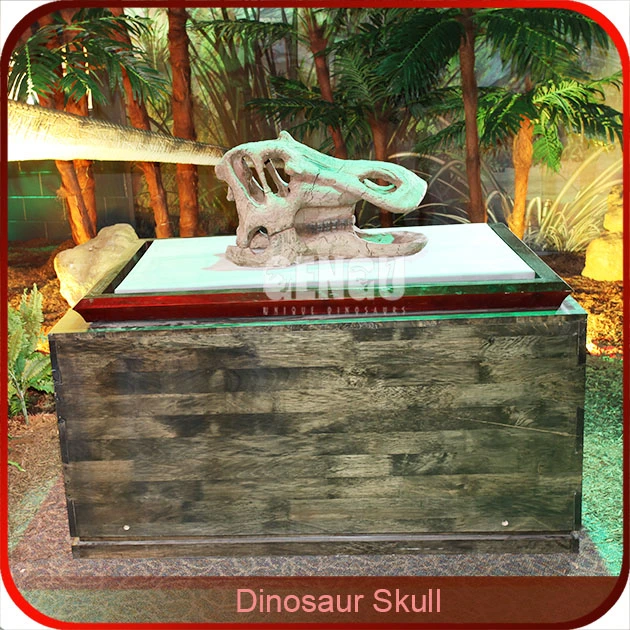 Dinosaur Fossil Life Size Dinosaur Skeleton Dinosaur Skull Replicas for Sale