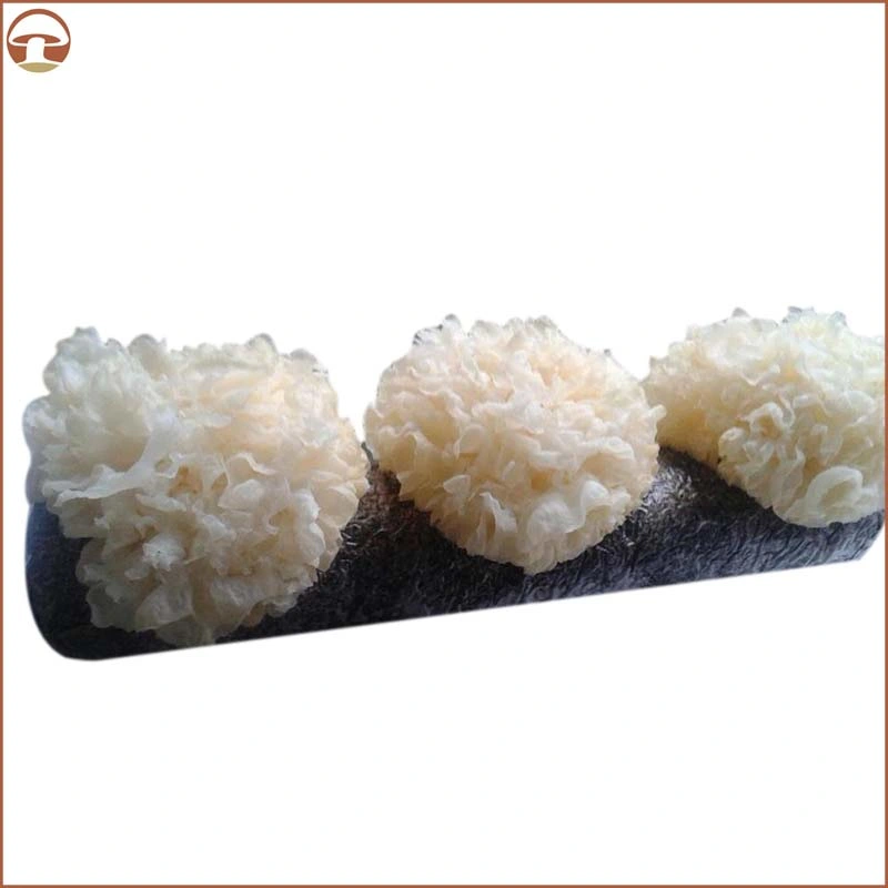 Extrato orgânico de planta de Tremella Mushroom pó de extrato de Tremella Fuciformis herbal Pó