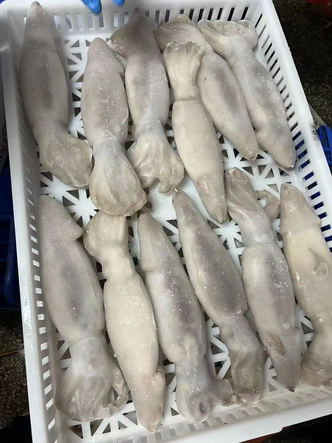Todo el pescado congelado Calamar Calamar /Pota Sotong// Ronda