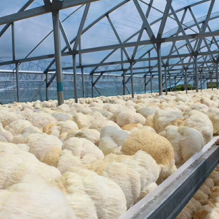 La norma ISO HACCP Lion's Mane Hericium Erinaceus Extracto de hongos para la salud suplemento