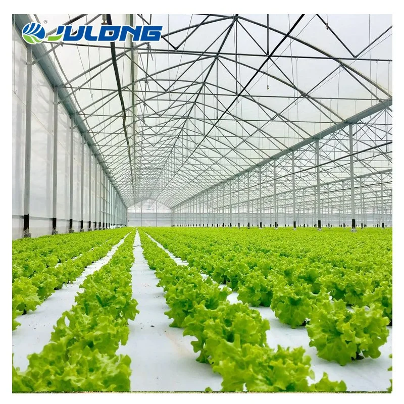 Vertical Nft Hydroponic Arch Type Plastic Film Greenhouse with Lettuce Growing