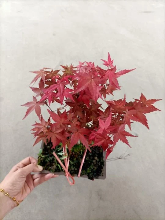 Red Maple Bonsai Real Plant Seedling Indoor Outdoor Ornament High quality/High cost performance 