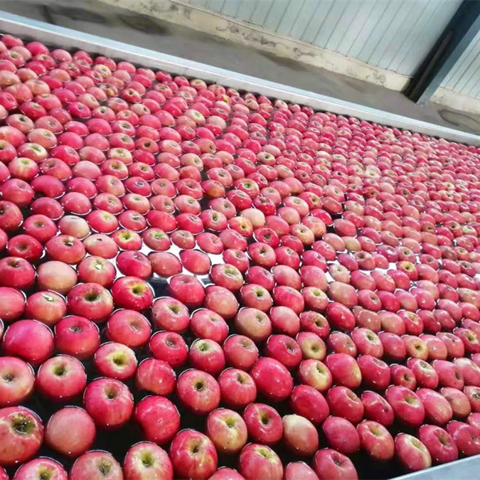 Plastic Bagged FUJI Apple Fresh Fruits