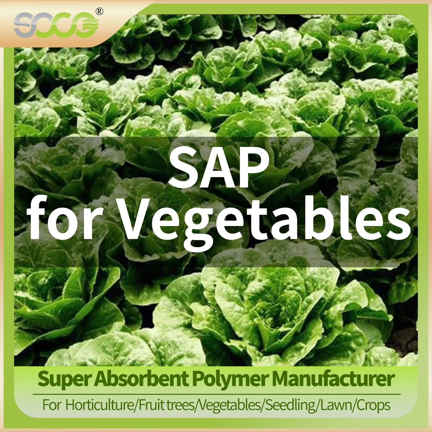 Super Absorbent Polymer Manufacturer Sap Powder, Potassium Polyacrylate Hydrogels, Water Gel Polymer Price for Garden Plants, Agricultural Crop, Forestry