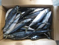 Frozen Mackerel with High Fact Content (150-250g/PC)