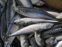 Frozen Mackerel with High Fact Content (150-250g/PC)