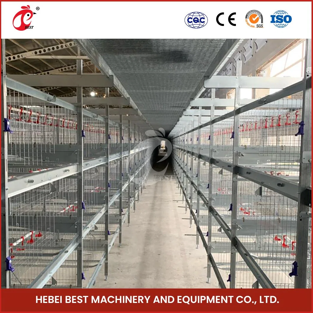 Bestchickencage H Type Hen Coop Breeder Cage China Coop Pullet Chicken House Manufacturing Free Sample Fold Feature 10X20 Pullet Hen Chicken Coop
