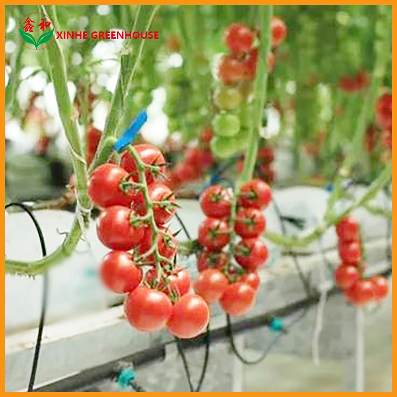 Serre commerciale/agricole en polycarbonate avec structure en acier et système hydroponique pour la culture de tomates/concombres/laitues/poivrons.