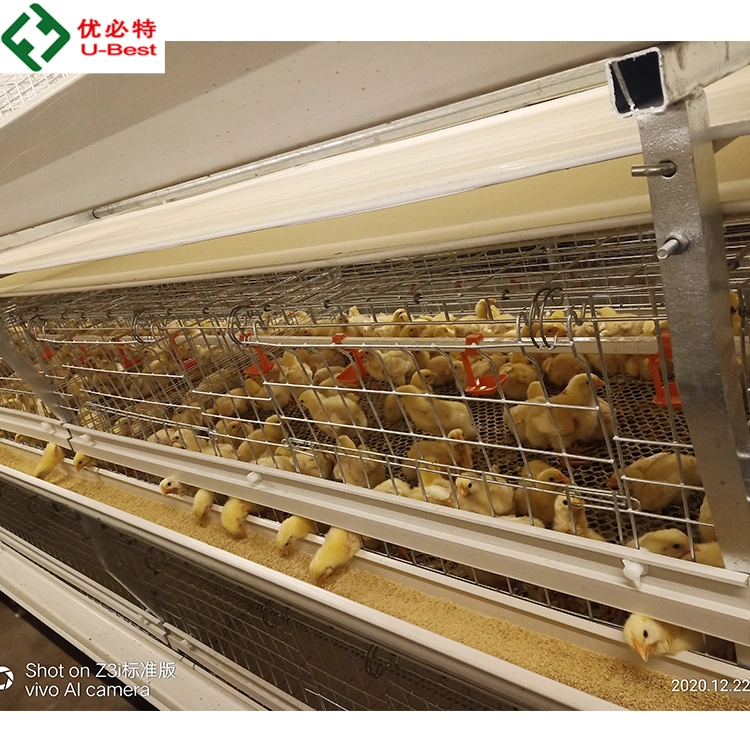 a Type Layer Cage System for Chicken House Building