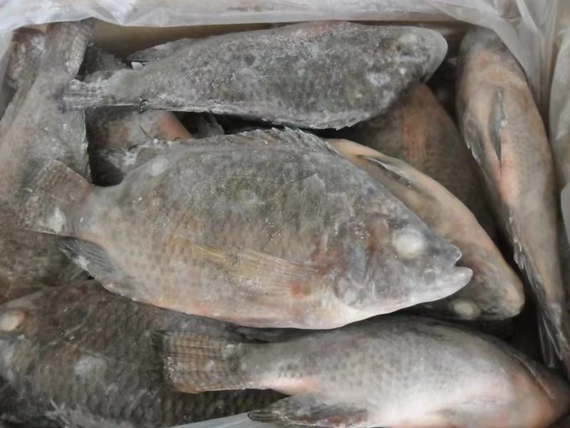 Pescado congelado entero redondo Negro Tilapia GS Oreochromis niloticus