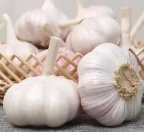 China Red Garlic Fresh Normal Garlic