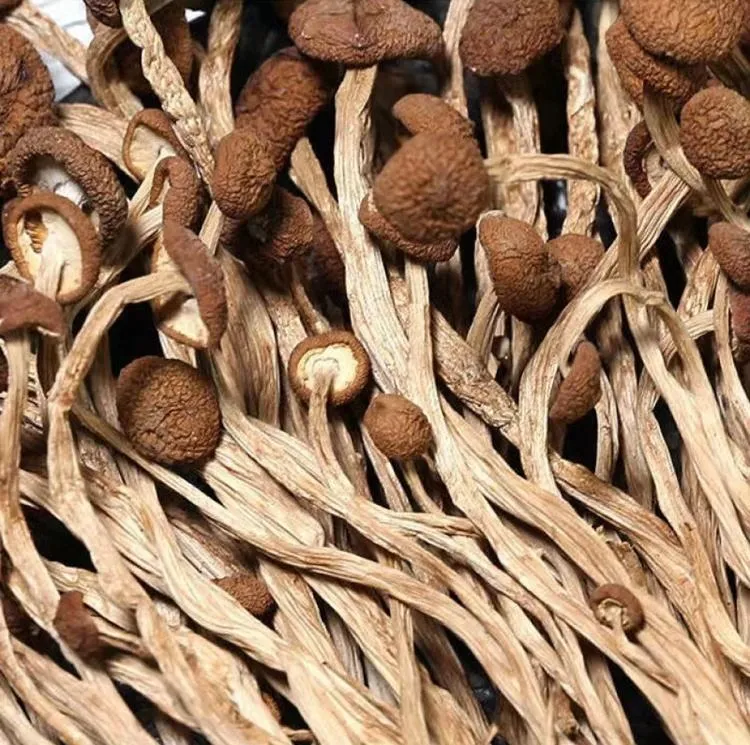 Getrocknete Agrocybe Aegerita Teebaum Pilz Natürliche Agrocybe Cylindracea