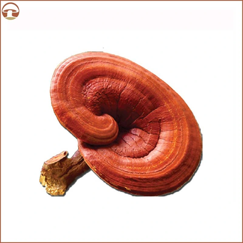 Extrait de plante de champignon biologique de Reishi Mushroom en poudre Shiitake Maitake