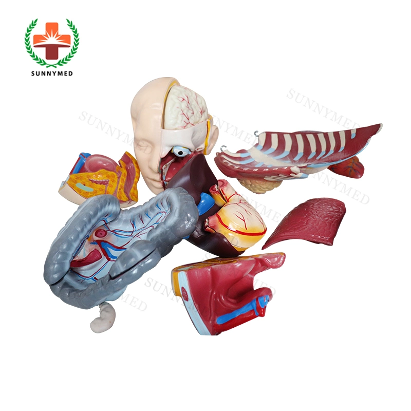 Sy-N018 Medical School Human Dual-Sex Torso Model with 23 Parts