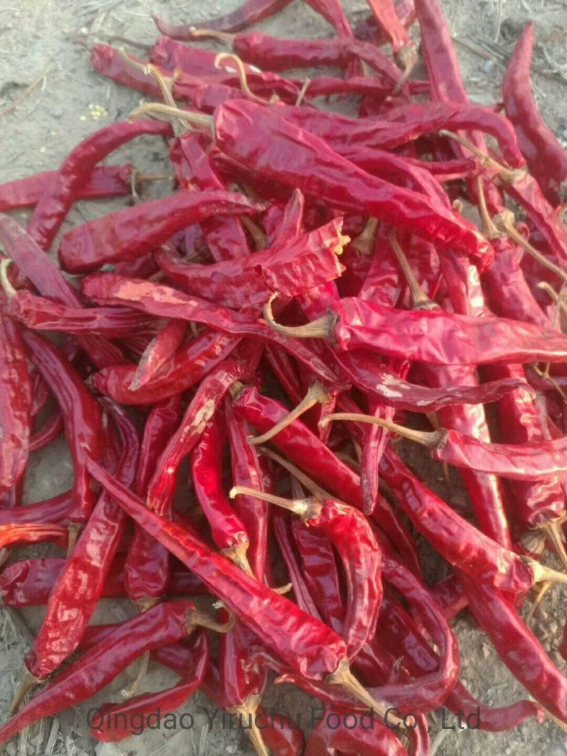 Pimiento rojo chino que puede aliviar la indigestión