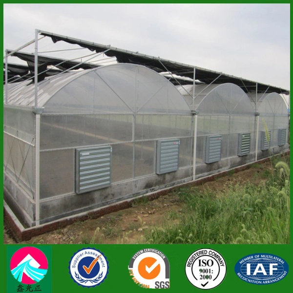 Commercial Multi-Span Plastic Film Greenhouse