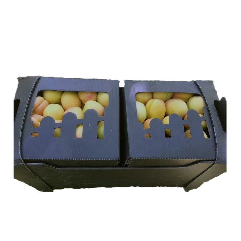 Reciclable Polipropileno Corflute Fruit Seafood Meat Box Caja de fruta de PP Corrugated Sheet Coroplast Box, Correx Box, Corflute Box, Cartonplast Box, PP Box