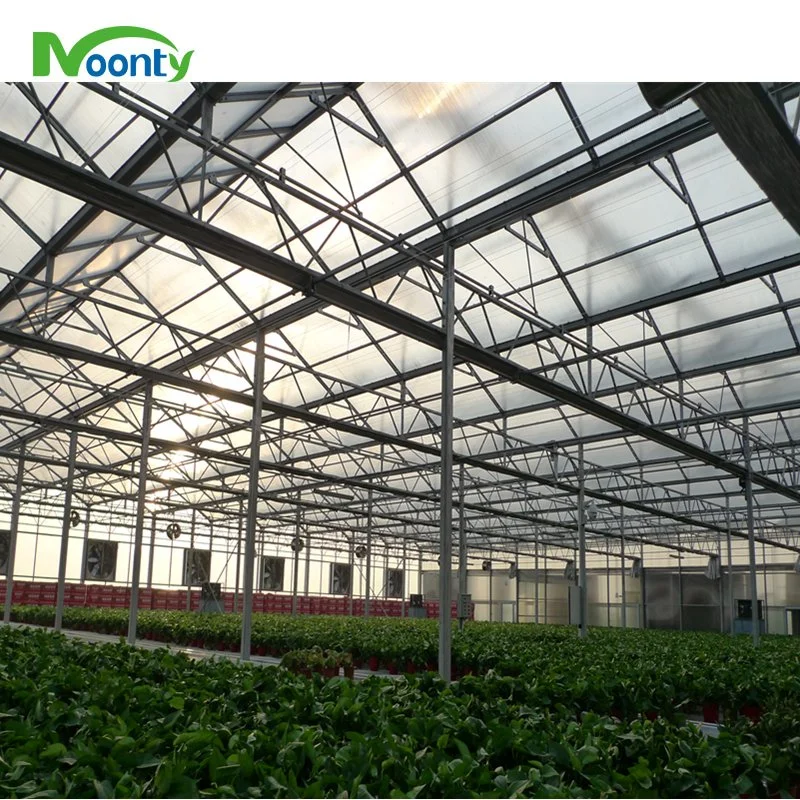 Agricultural Hydroponic System Aluminium and Polycarbonate Building Material Greenhouses