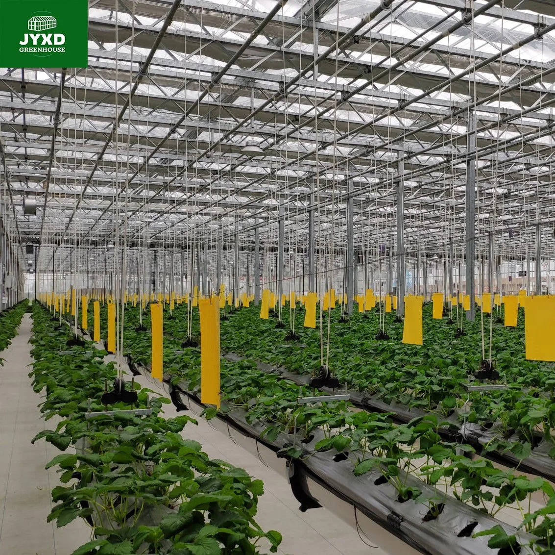 Modern Agriculture Multi-Span Customized Glass Greenhouse with Hydroponics System Irrigation System for Vegetables Fruits Flowers Blueberry Vegetables