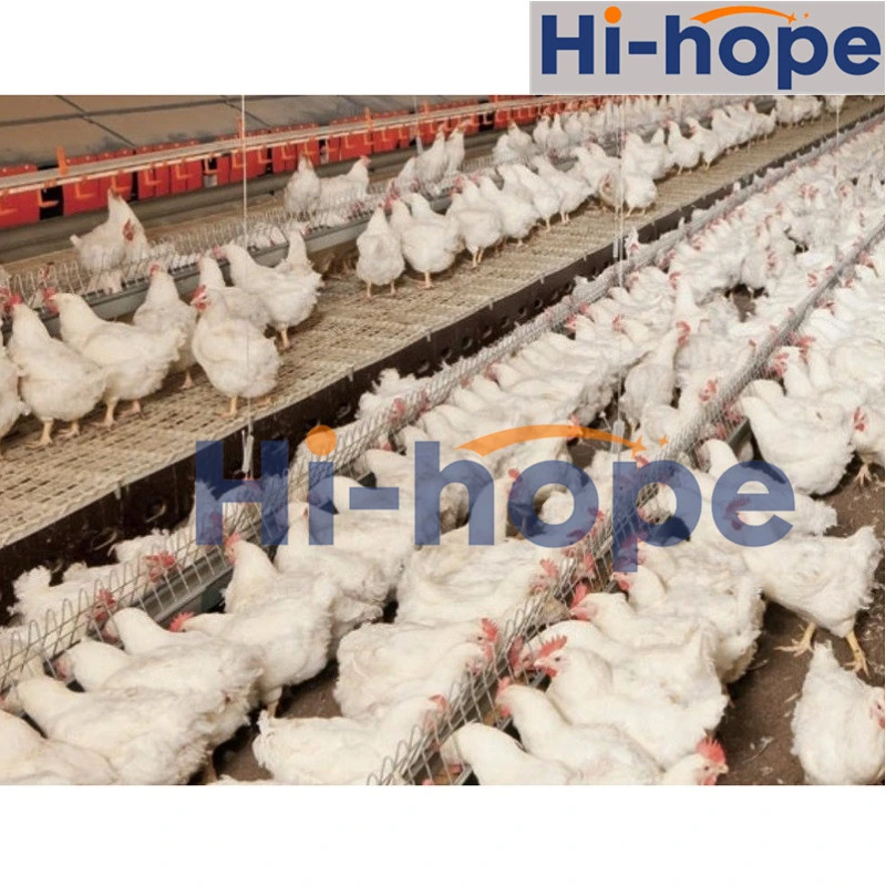 Chain Plate Conveyor Feed System for Poultry Field