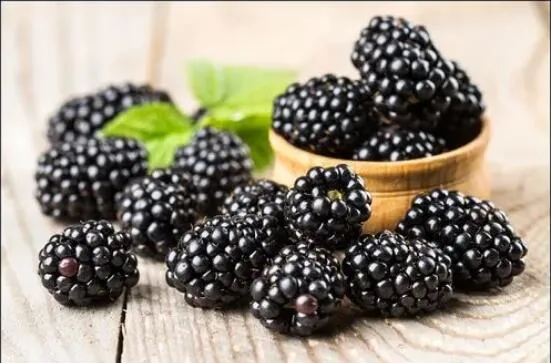 Extrait de BlackBerry 10 : 1 poudre de jus de fruit de BlackBerry hydrosoluble et anthocyandines