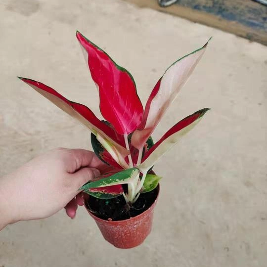 Vente à chaud plante réelle Dongfang Red Aglaonema nature Bonsai Plant Nature