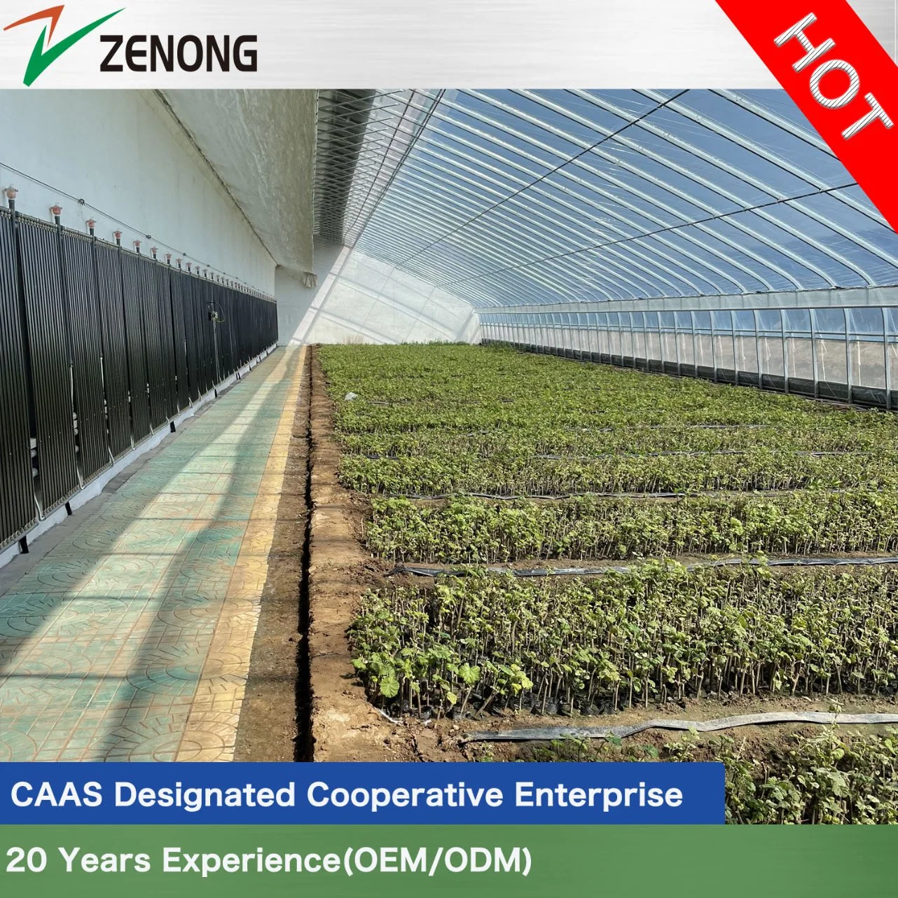 Sunlight Greenhouses Cooperated with Caas with Patent Active Heat Accumulation Black Panels for Cold Regions Winter Vegetable/Flower/Hydroponics Culture