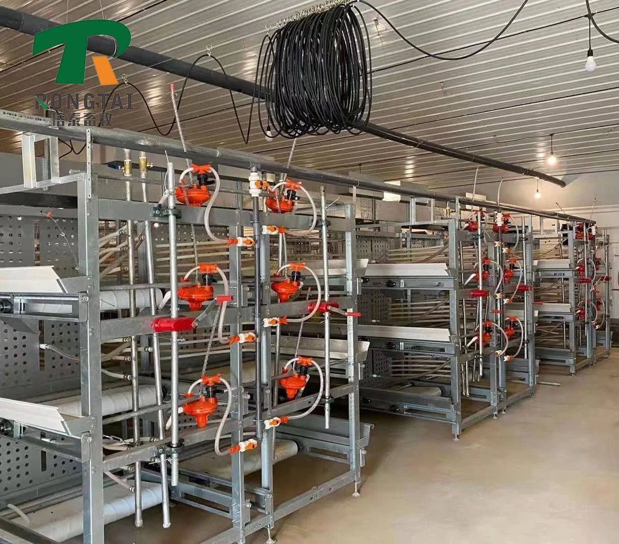 Haute conception de ferme avicole moderne avec cage à poulets H Type en métal pour l'élevage de poulets de chair avec courroie à fumier pour 1000 oiseaux