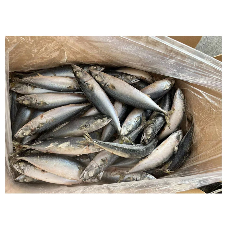 Frozen Pacific Mackerel 250-350g for Vietnam