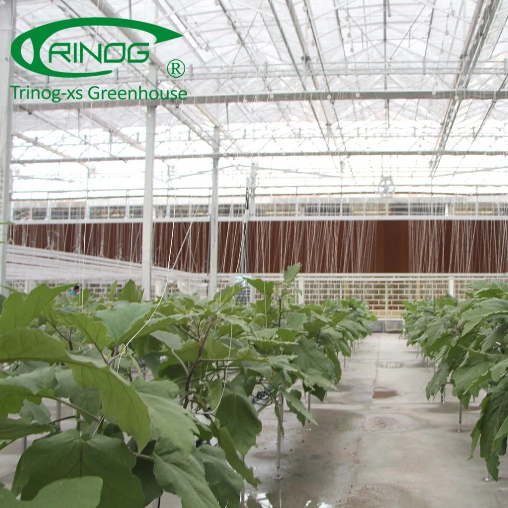 Wholesale Cheap Best Multi-span Agricultural Cultivation Hydroponics System Greenhouse Film Cover