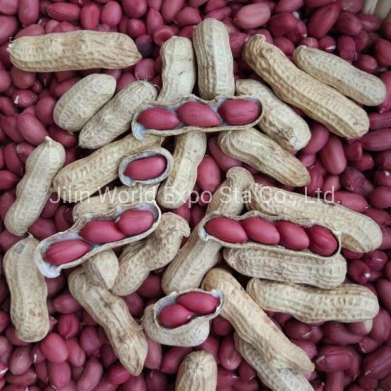 Red Skin Peanut in Shell From Professional Factory to Export